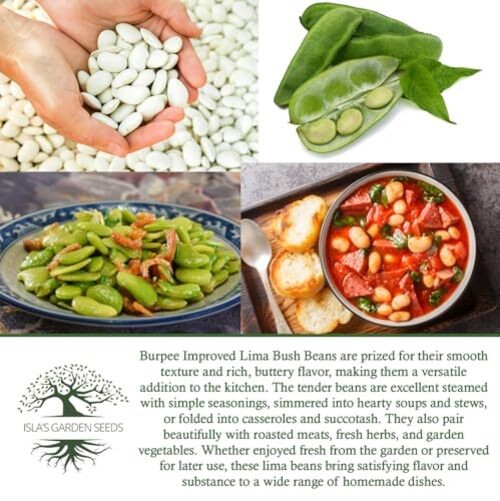 Burpee Improved Lima Bush Bean Seeds (Phaseolus lunatus) – 30+ Non-GMO &