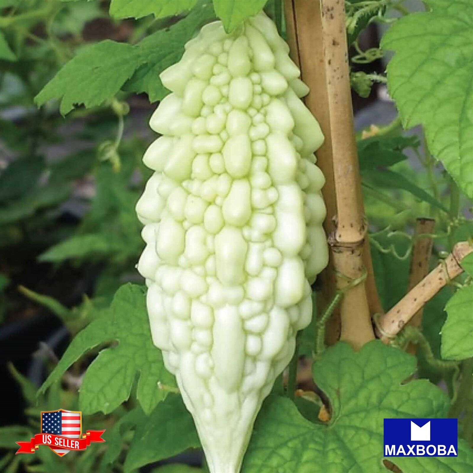 10+ Gourd Seeds Bitter White Hybrid Non-GMO Vegetable BOGO 50% OFF