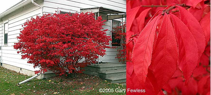 Burning Bush, Euonymus alatus, Shrub Seeds