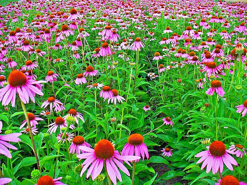 PURPLE ECHINACEA 101 SEEDS, CONEFLOWER, LARGE DAISY-LIKE FLOWERS, EZ TO GROW