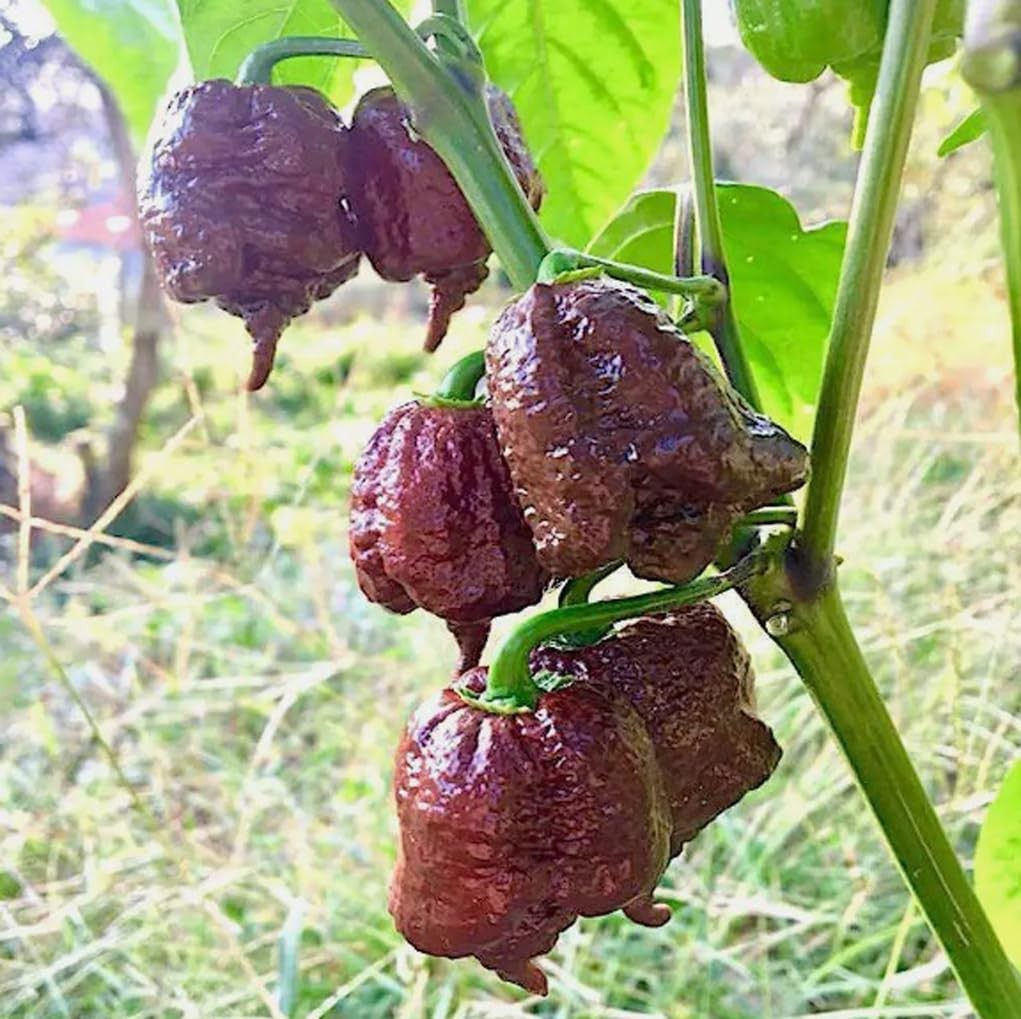 100PCS Chocolate Carolina Reaper Chili Pepper Seeds World Record Hot Pepper S…