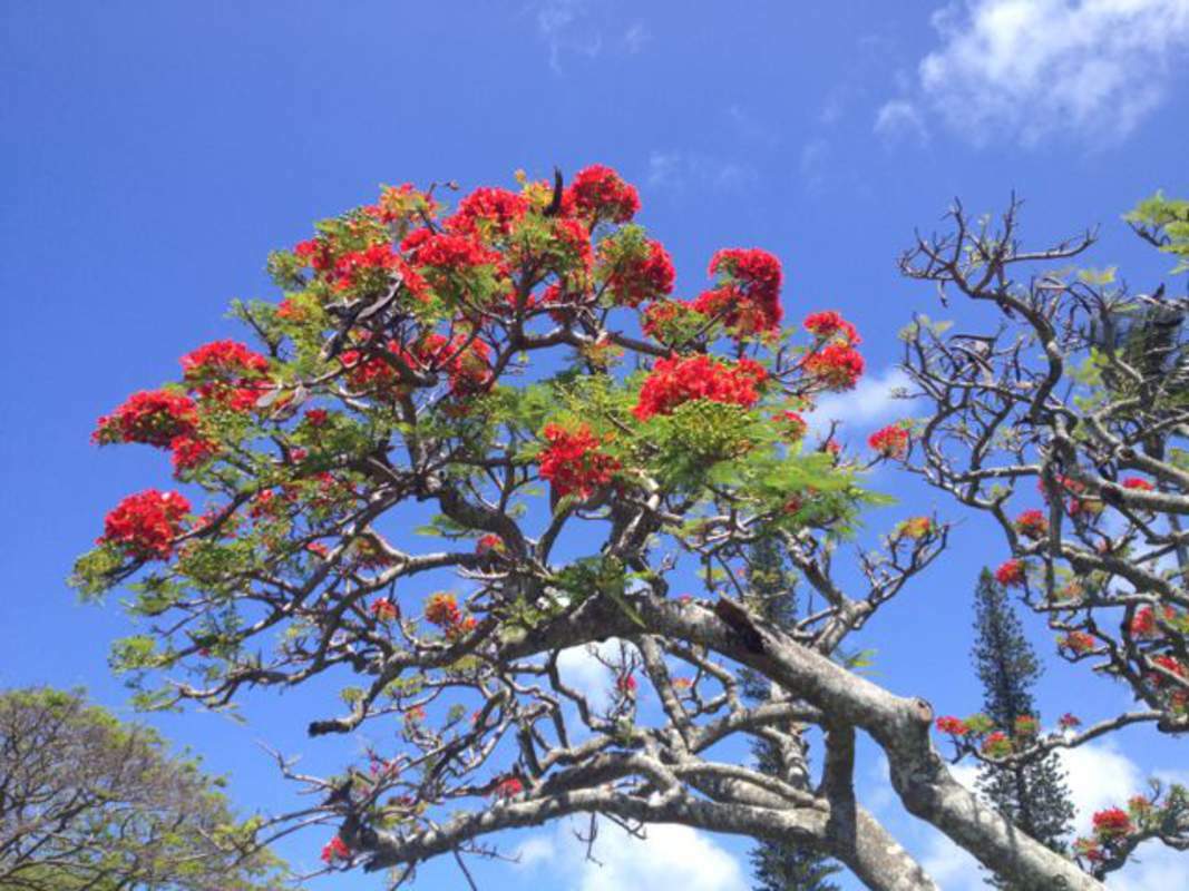 1-1000 PCS Red Flame Flamboyant Tree Seeds Royal Poinciana Delonix Regia US 0135