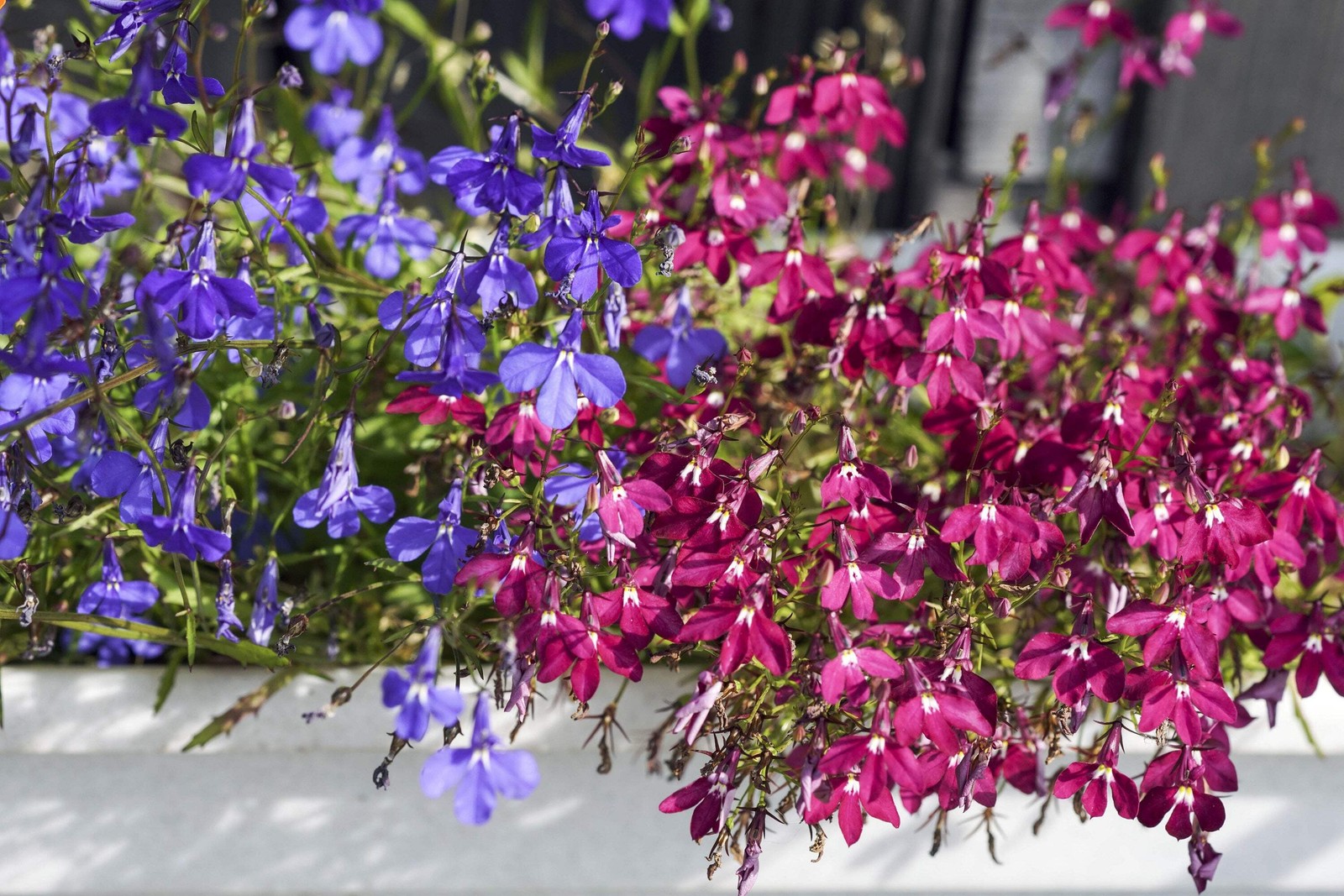 200 MIXED COLORS LOBELIA Regatta Lobelia Erinus Flower Seeds