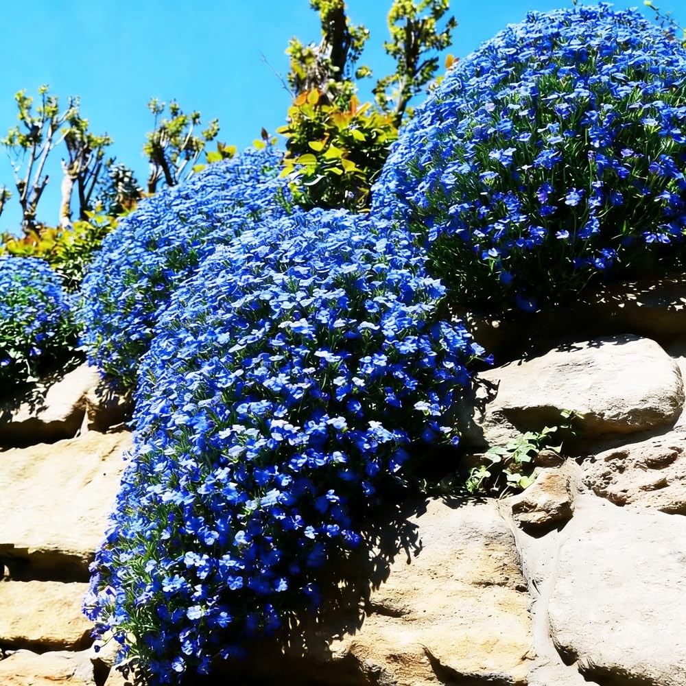 Mixrug Blue Woolly Thyme Seeds,20001+ Blue Creeping Thyme Seeds Ground Cover,…