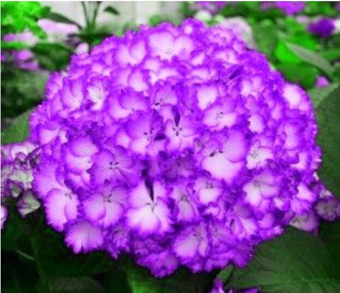 20 EXOTIC RARE HYDRANGEA SEEDS for garden bloom flower bed plant bush USA SELLER