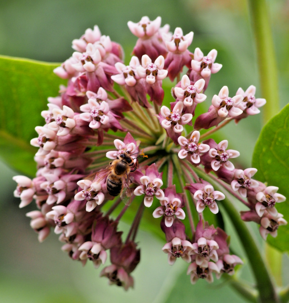 500 COMMON MILKWEED Seeds (Asclepias syriaca) Hardy Flower ATTRACTS BUTTERFLIES!