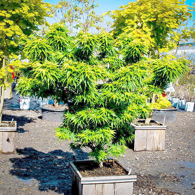 10 “DWARF” Japanese Maple Tree Seeds (Mikawa yatsubusa) UNIQUE Hemp Herb Bonsai