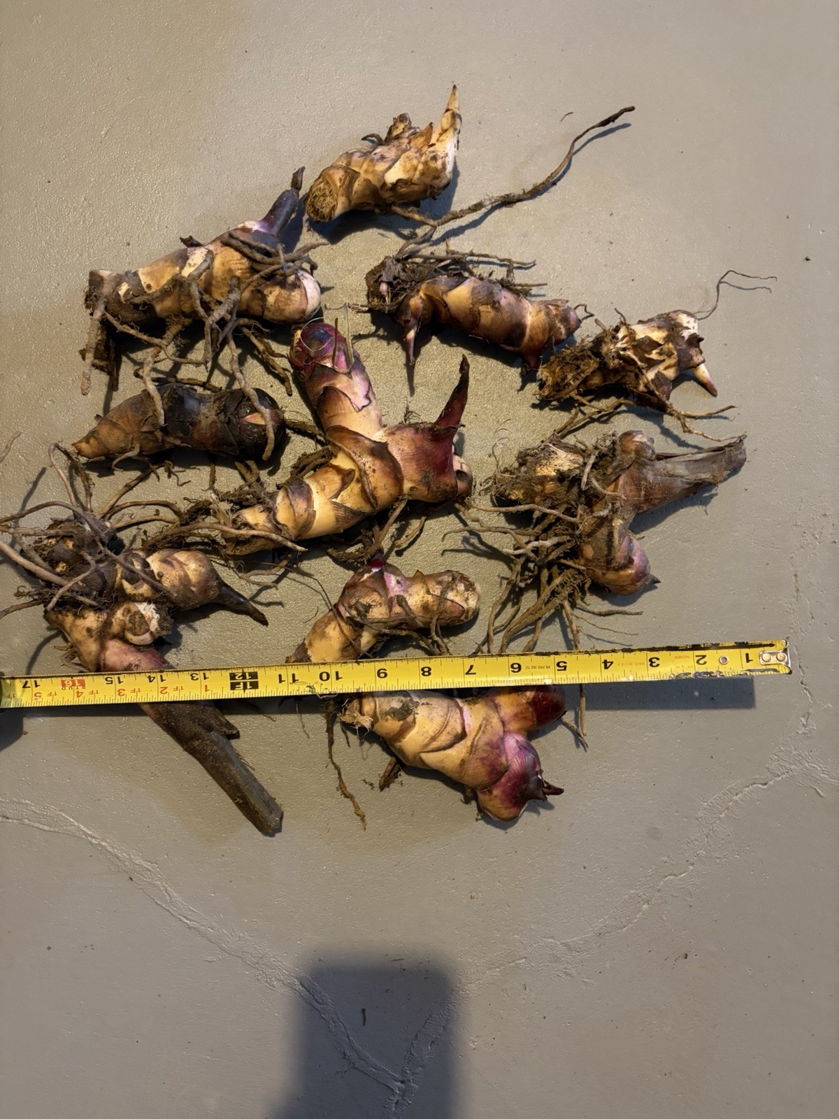 10 Canna Lily bulbs Rhizomes 5-7 feet large green leaves-Deer resistant