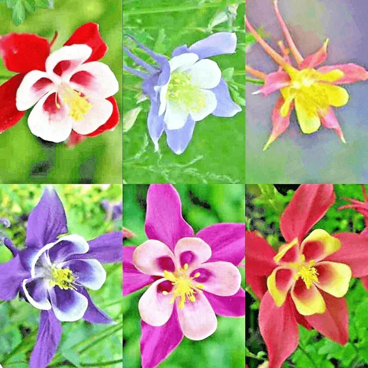 200+ MCKANA GIANTS COLUMBINE SEEDS — PERENNIAL MIX – HUMMINGBIRD / BUTTERFLIES