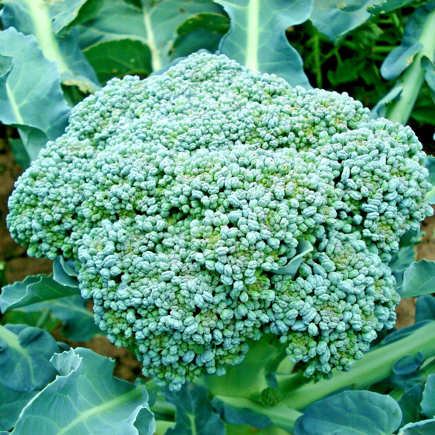 301+Green SPROUTING BROCCOLI Seeds Organic Heirloom Cool Season Vegetable Garden