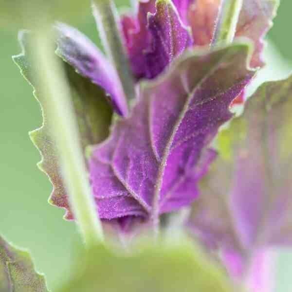 Lambsquarters Magenta Spreen , ~500 Seeds,Organic NonGmo grows 10ft tall