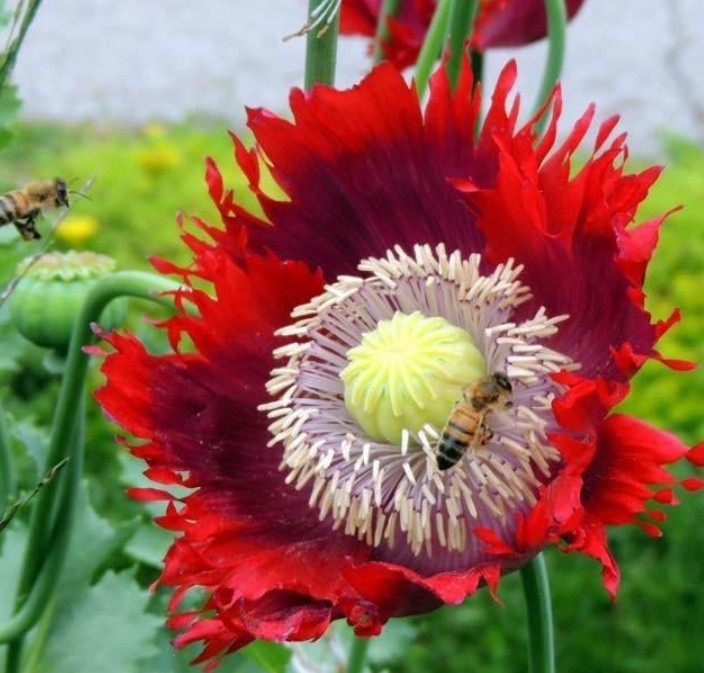 Poppy DRAMA QUEEN Breadseed Frilled Edges Red Purple Flowers Non-GMO 1000 Seeds!