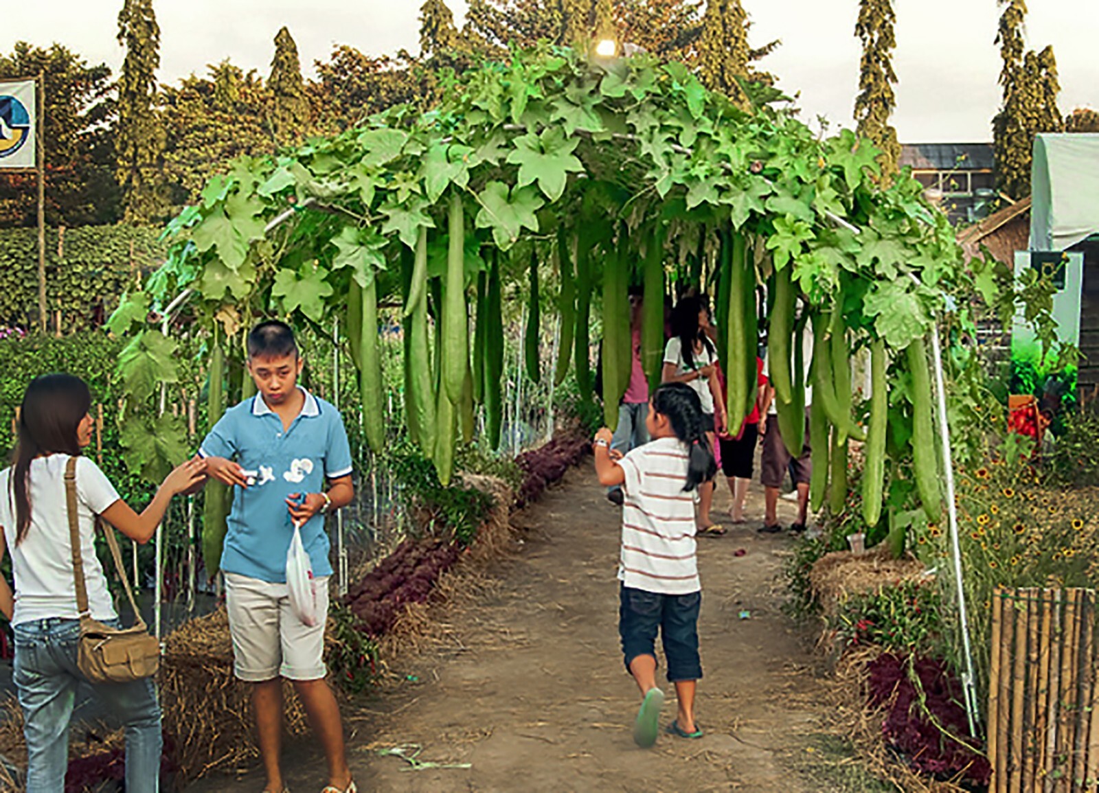 Smooth Loofah, Luffa aegyptiaca, Seeds