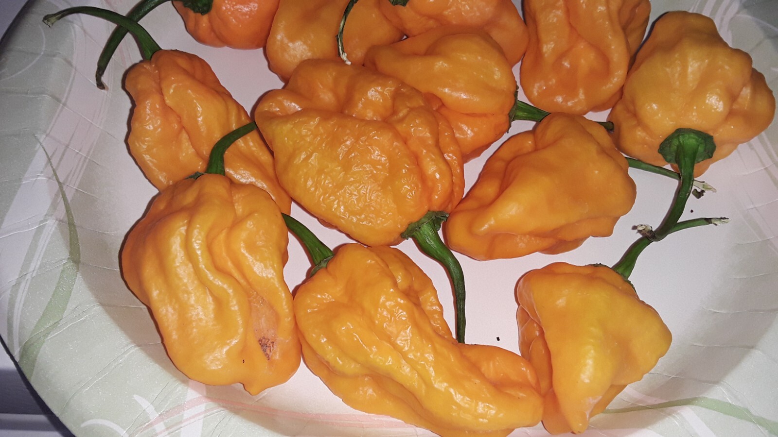 75 Large Orange Habanero Hot Peppers Seeds Fresh