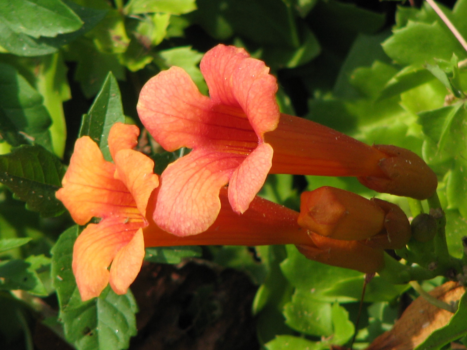trumpet, or HUMMINGBIRD VINE, orange/ red flower, 40 seeds! GroCo US USA*