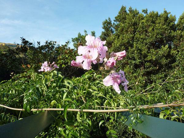 Podranea ricasoliana | Pink Trumpet Vine | Zimbabwe Creeper | 20 Seeds