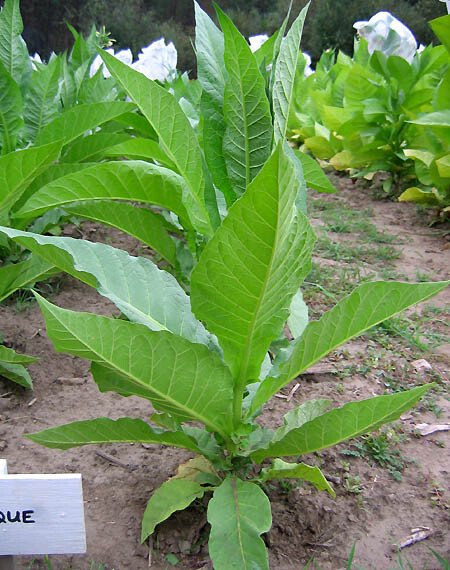 1000 Perique Tobacco Seeds ~ Heirloom Nicotiana Tabacum ~ Distinctive Flavor!