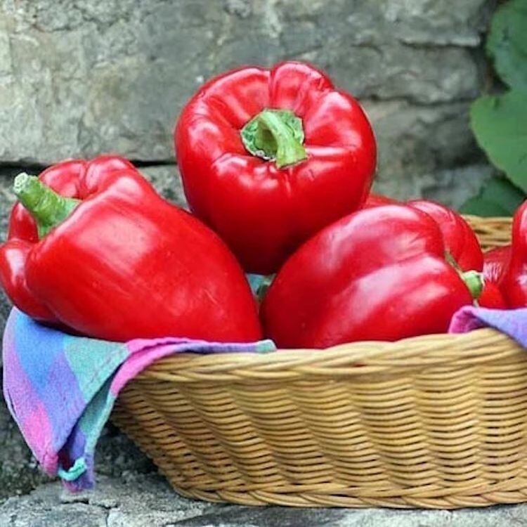 100 Big Red Sweet Bell Pepper Seeds NON-GMO, Heirloom FREE SHIPPING USA Seller