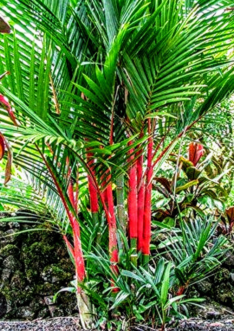 8-RED SEALING WAX PALM SEEDLINGS (Cyrtostachys renda)