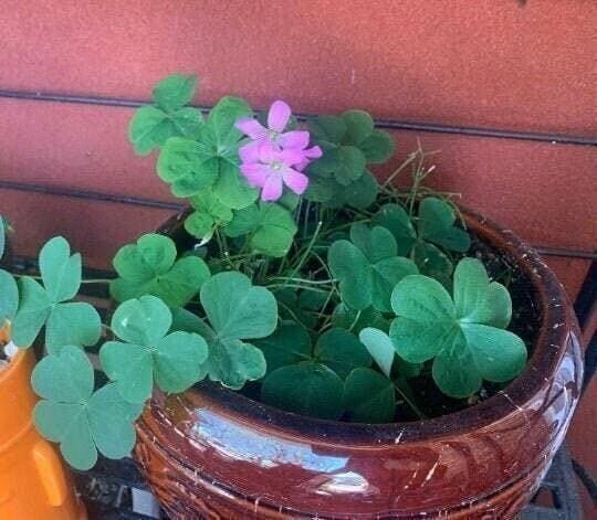 Oxalis “Violacea” Shamrock/Wood Sorrel Bulbs (Not Seeds) – US Seller!