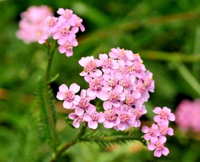 COLORADO YARROW Seeds *FREE Shipping!* Achillea Millefolium Pink Yarrow Herb