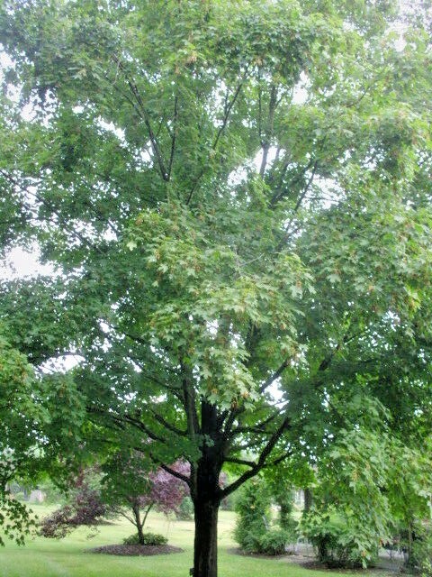 20 BONFIRE SUGAR MAPLE SEEDS – Acer saccharum ‘Bonfire”