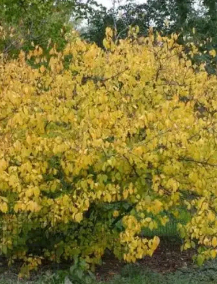 12 6” Northern Spicebush Cuttings (Lindera Benzoin) No Roots Native Organic