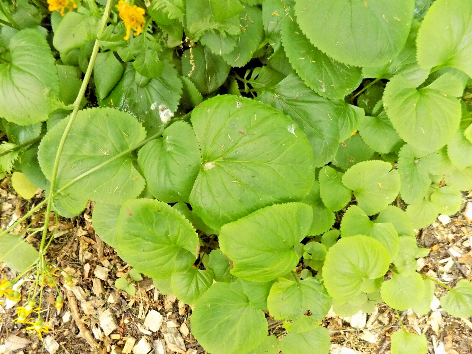 50 UNKNOWN LIGULARIA SPECIES SEEDS