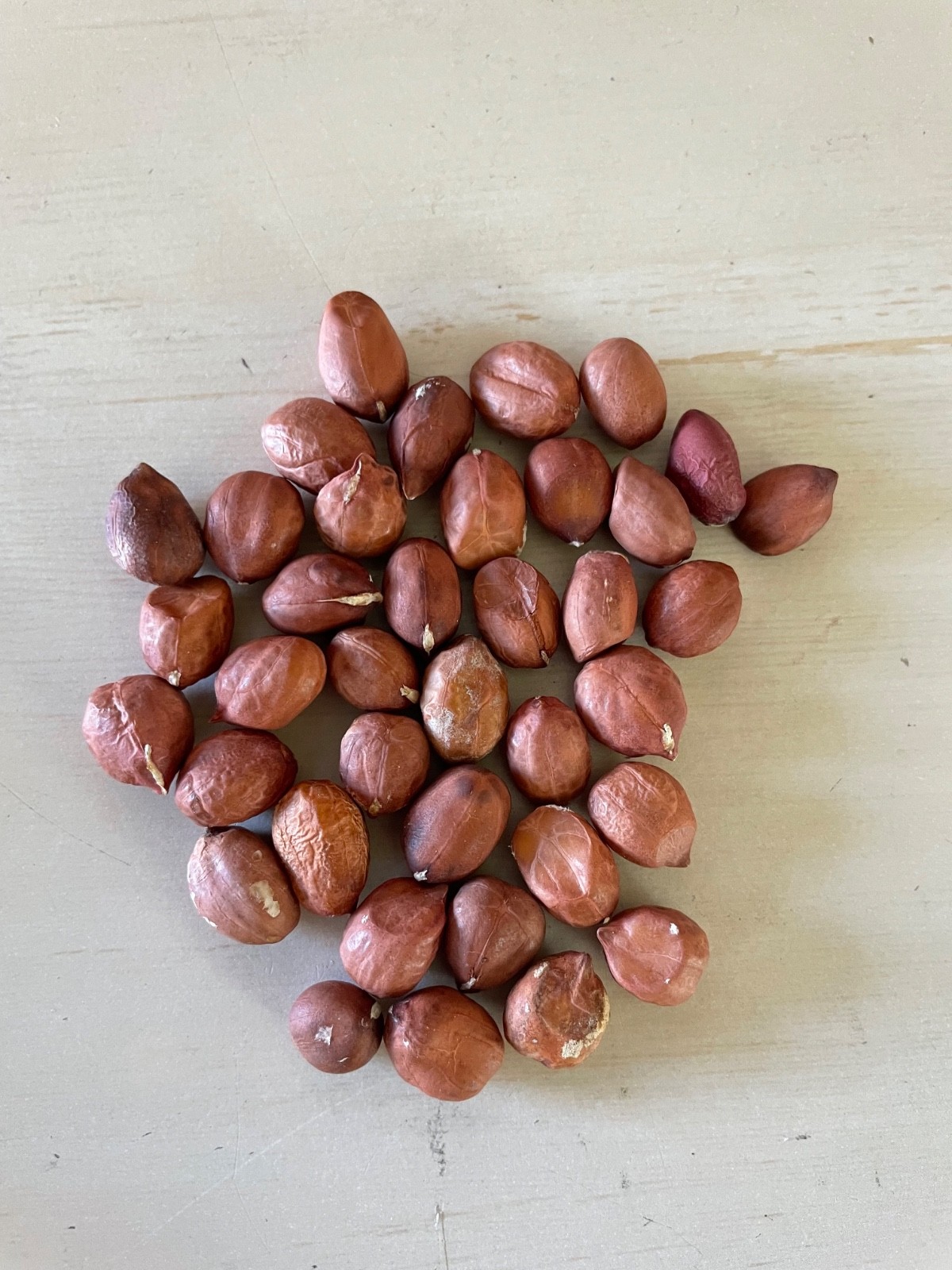 60+ Bailey Virginia Peanut Seeds For Planting , Organic NON – GMO