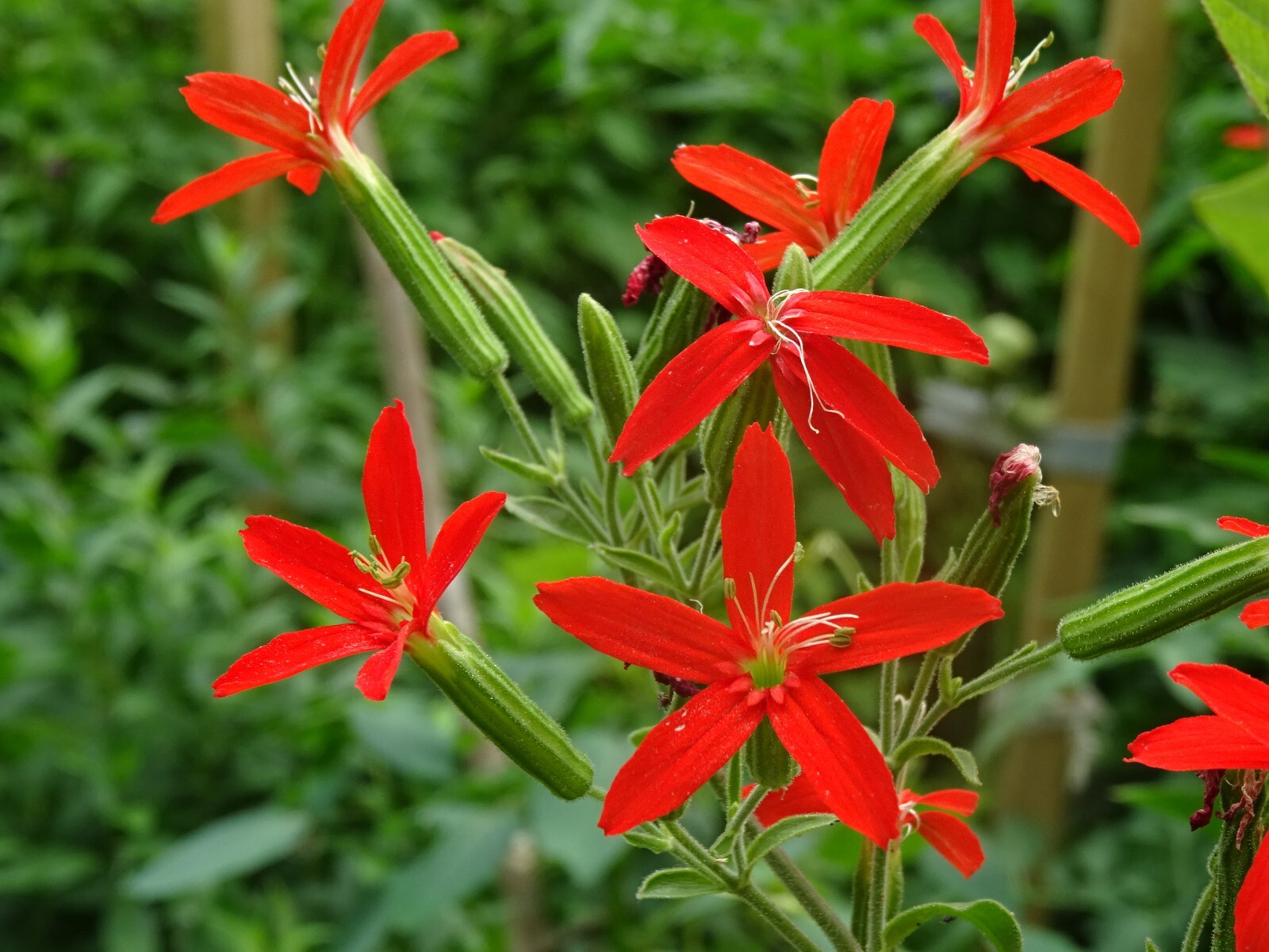 Royal catchfly Silene regia Native Perennial 20 seeds from 2024 for Hummingbirds