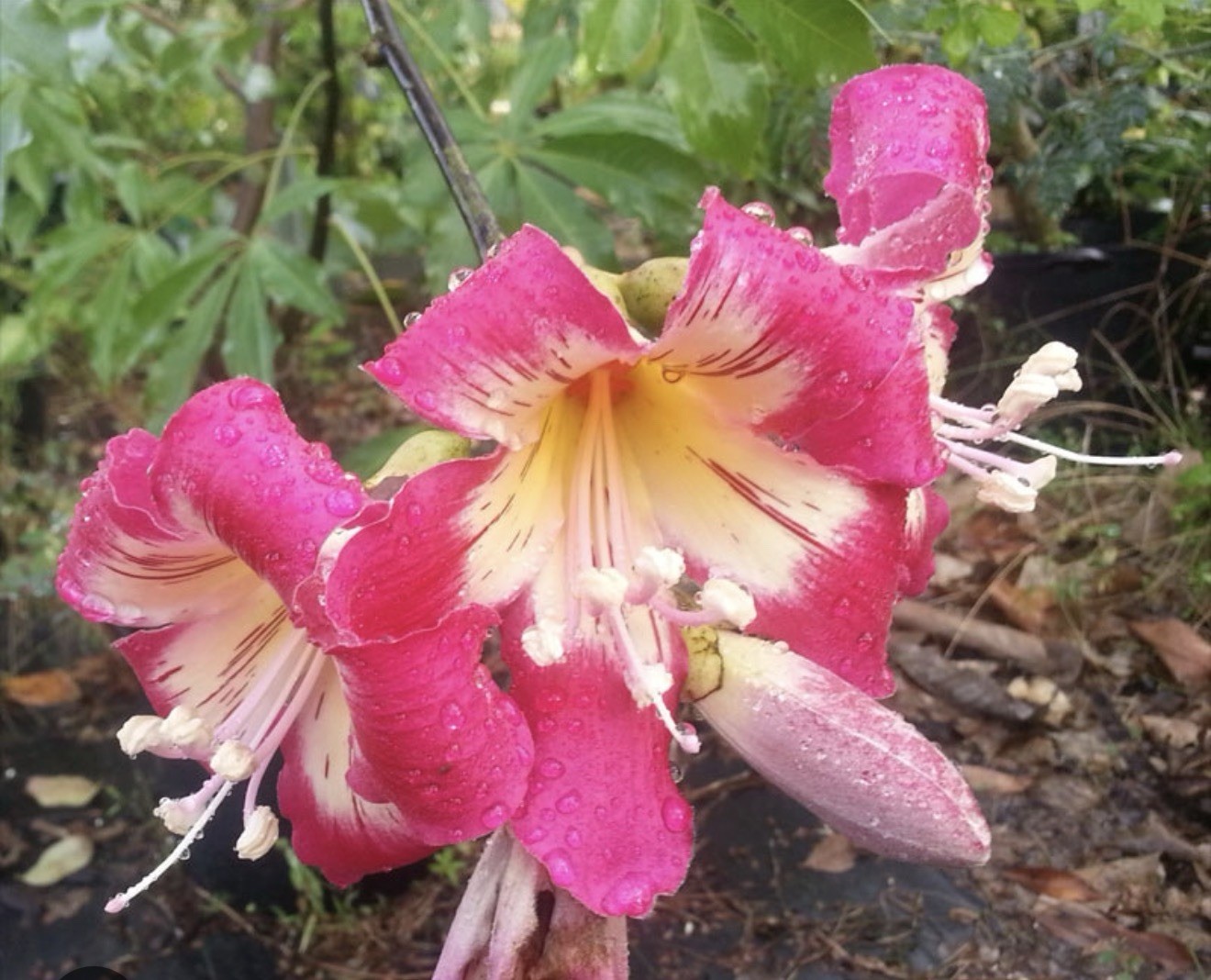 Pink Silk Floss Tree-Ceiba specios-Rare Tree! Beautiful Orchid Like Blooms!