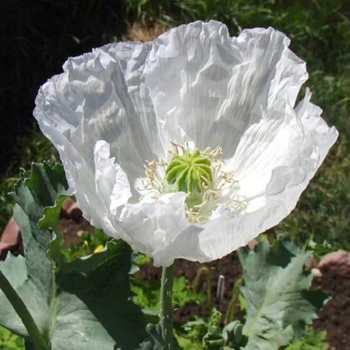 2,500 – 10,000 Premium Organic Peshawar White Somniferum Poppy Seeds For Plantin