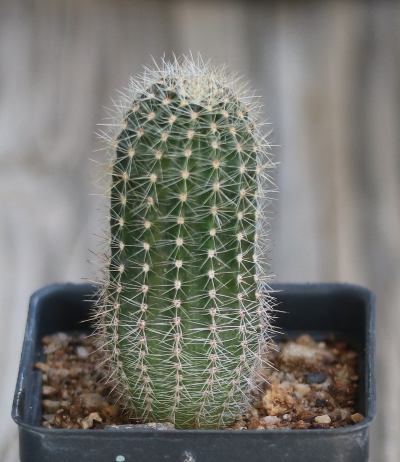 Echinopsis hybrid ‘Fluffy Ruffles’