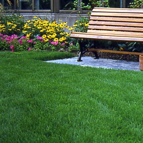 50 LBS – OptiGrowth Coated Legacy Fine Fescue Grass Seed For Lawns – Grass