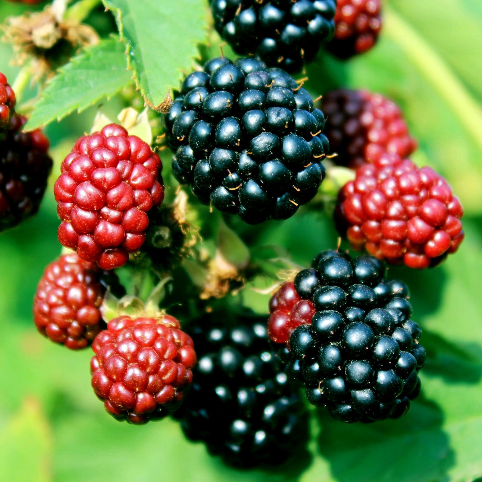 20 BLACKBERRY BUSH SEEDS (Rubus allegheniensis) Garden Fruit Plant Hardy-Zone 3