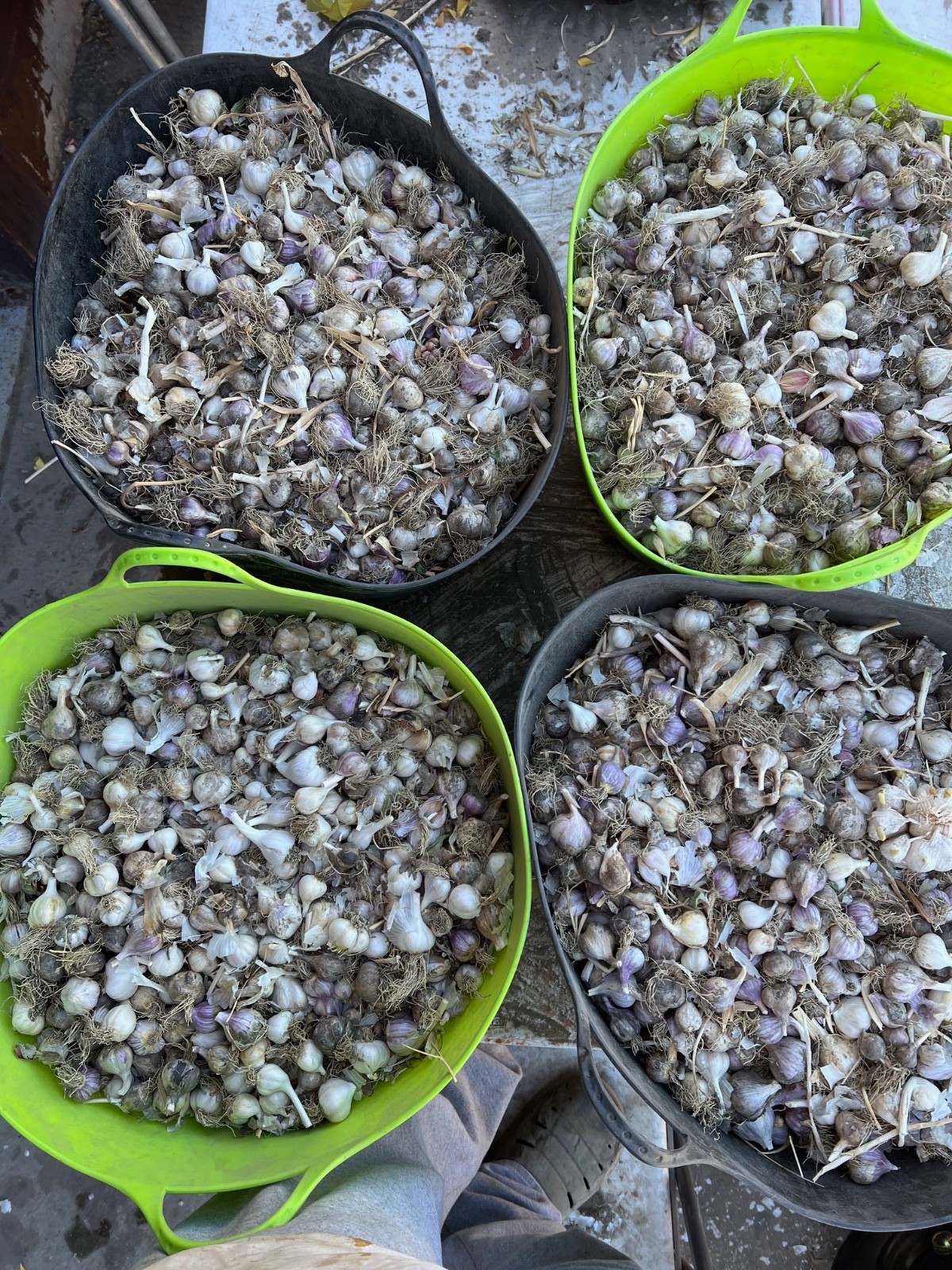 GARLIC Bulbs (First Year). Hardneck & Softneck Varieties Mixed, 4 lbs /order