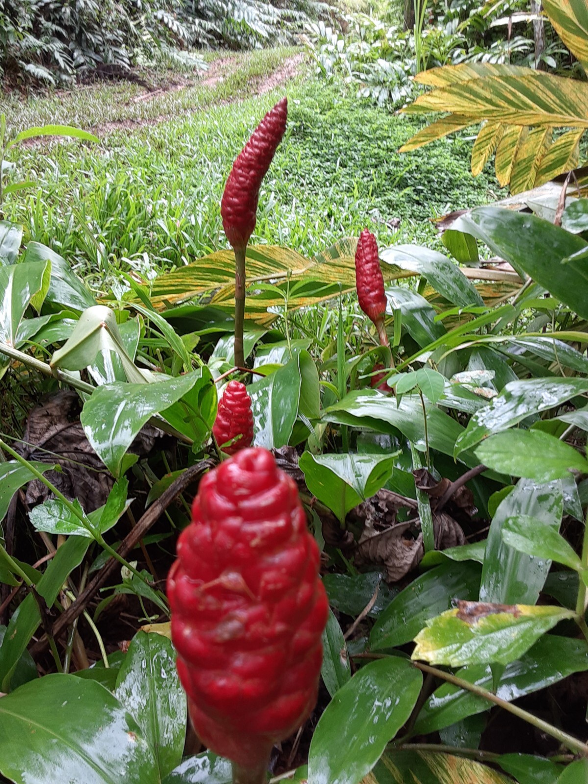 6 Shampoo Ginger Rhizomes, Zingiber Zerumbet, Pine Cone, Free Shipping included!