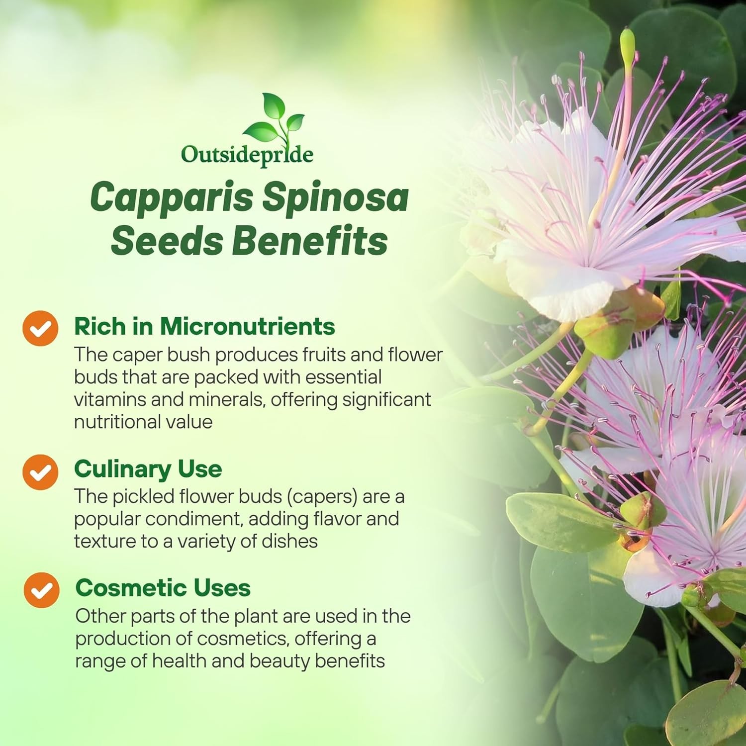 100 Seeds Capparis Spinosa Caper Bush Flower Seeds