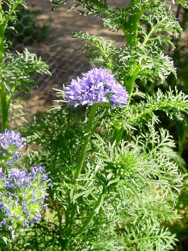 401+GLOBE GILIA THIMBLE Flower Seeds Native Southwest Wildflower Drought Heat