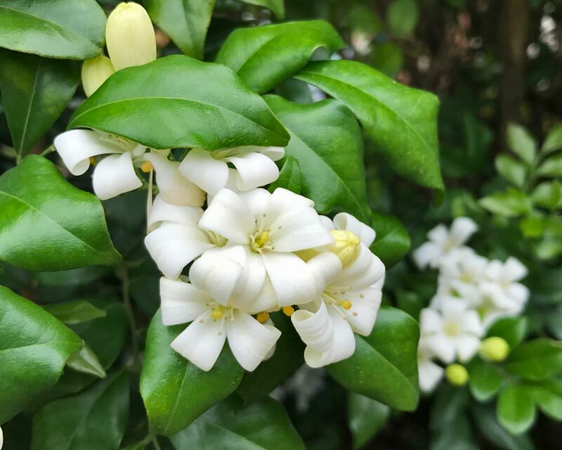 Murraya paniculata ORANGE JASMINE Seeds!