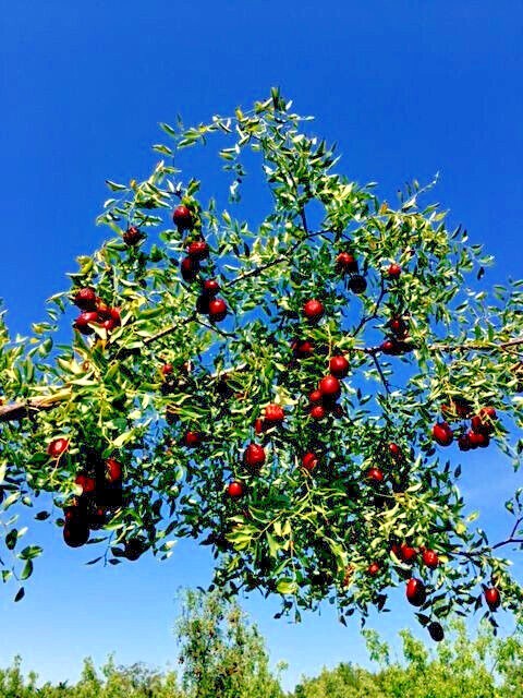 10 JUJUBE FRUIT TREE SEEDS RED CHINESE DATE INDIAN PLUM Superfruit Fast Hardy