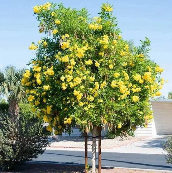 Yellow Bells Tecoma Stans – (200 Seeds + Detailed Growing Guide)
