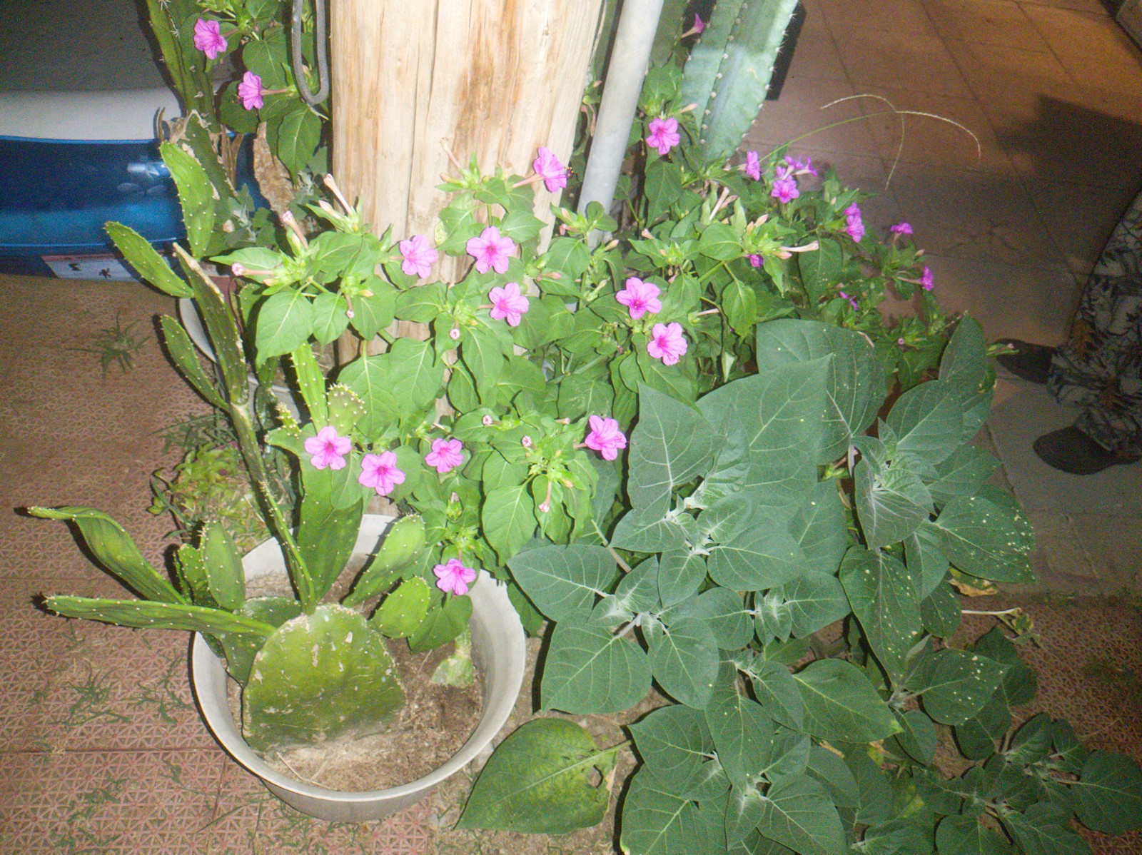 🌸50 Mirabilis (4 O’Clock) Flower Seeds Fragrant Easy to Grow FREE SHIPPING