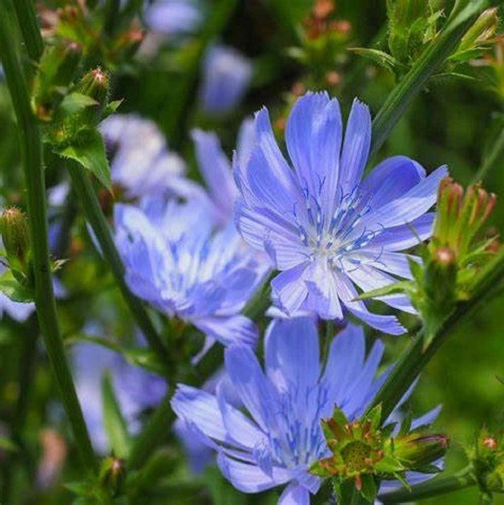 Chicory Flower Seeds, “COOL BEANS N SPROUTS” Brand. Home Gardening.