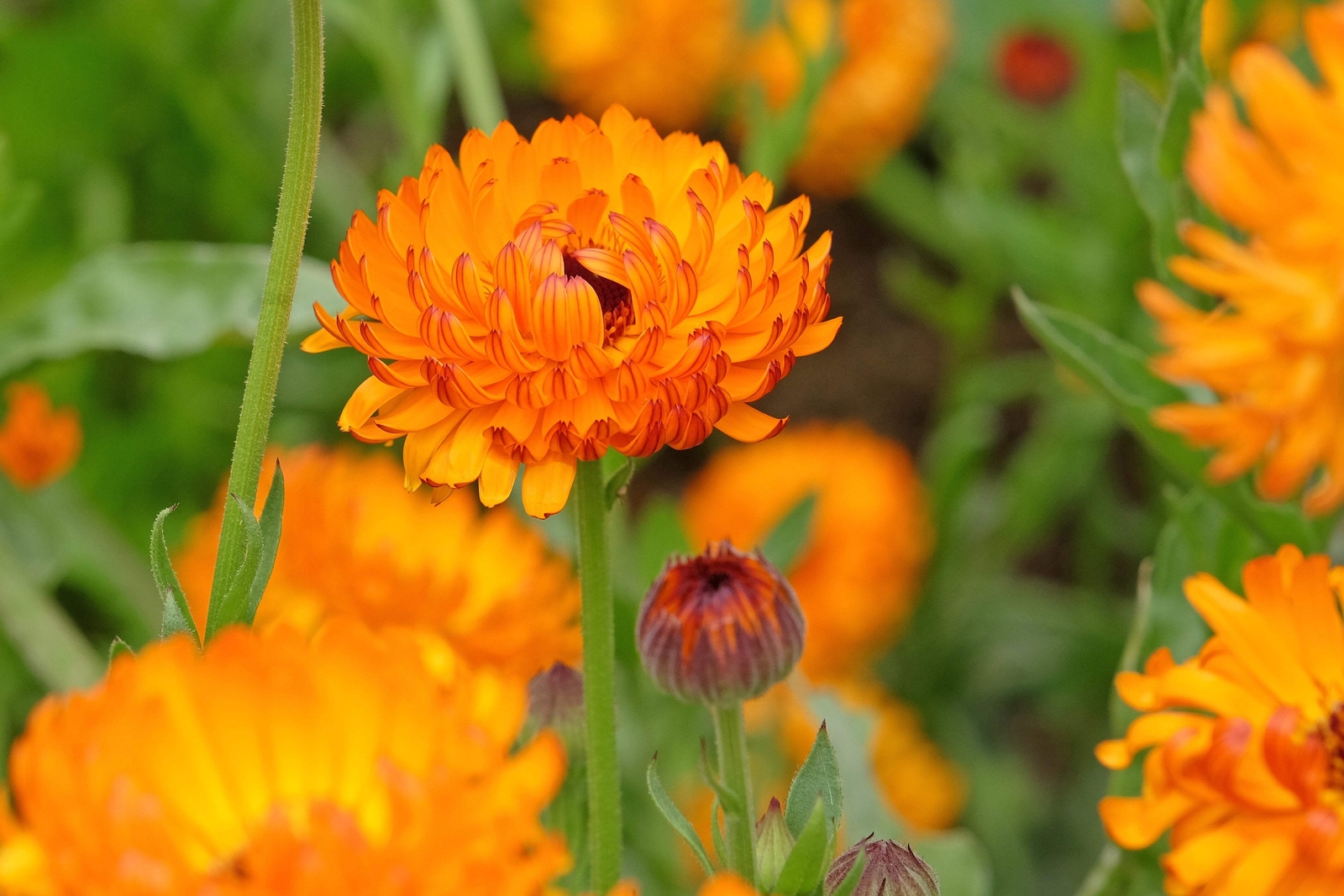 500 PACIFIC Beauty ORANGE MARIGOLD Calendula Officinalis Flower Seeds