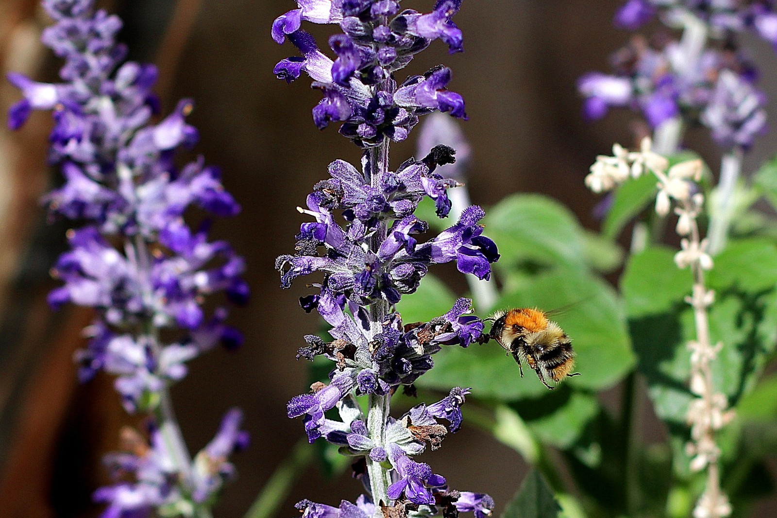 15 seeds) Creeping Thyme Seeds — Groundcover — Non-GMO — FRESH