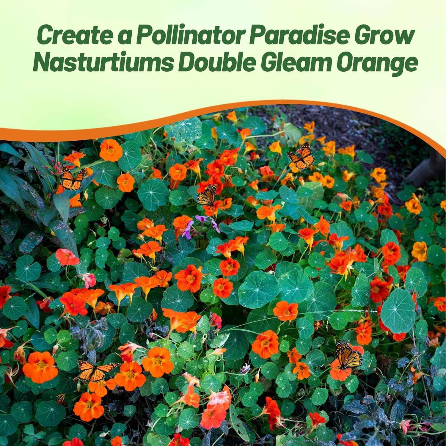 200 Seeds Orange Nasturtium Seeds For Planting – Double Gleam Orange Flower Seed