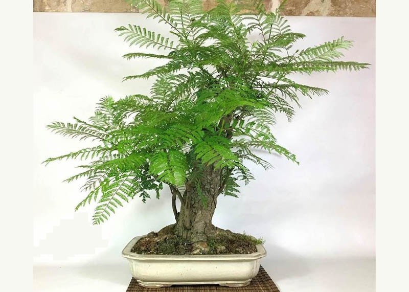 Jacaranda Mimosifolia Bonsai Tree Seeds (1,000 Seeds) + Growing Instructions