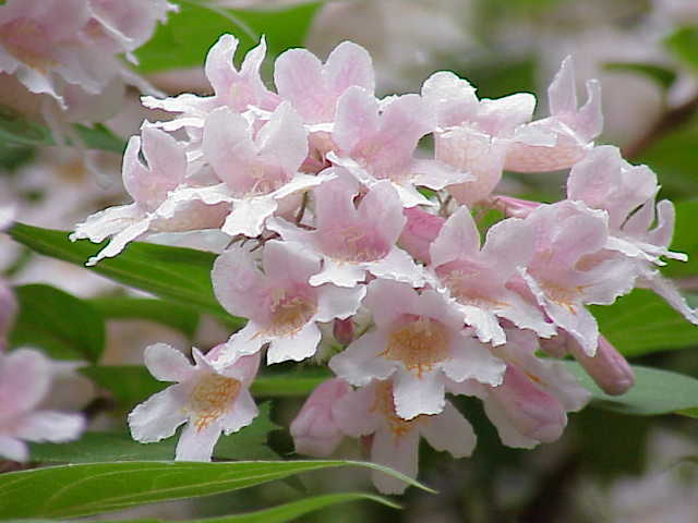 Beauty Bush, Kolkwitzia amabilis, Shrub Seeds (Showy, Hardy)