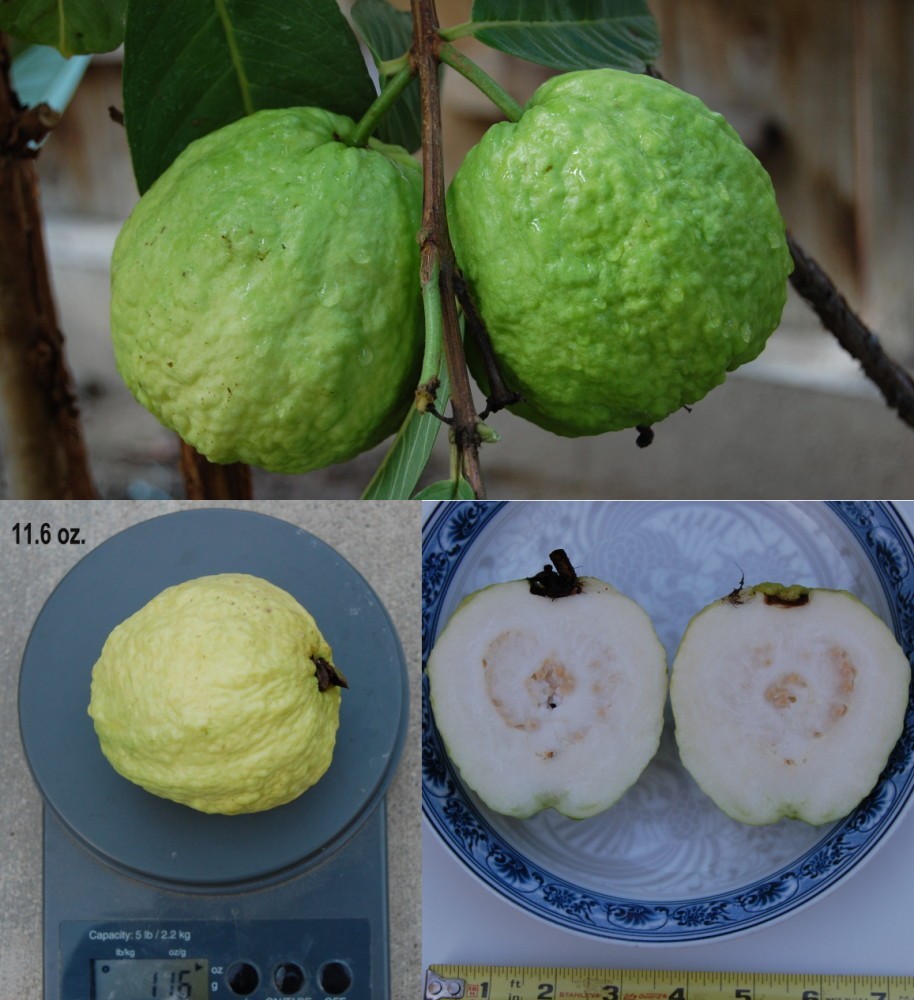 200 Large White Guava sweet fragrance fruit Seeds, 200 Seeds